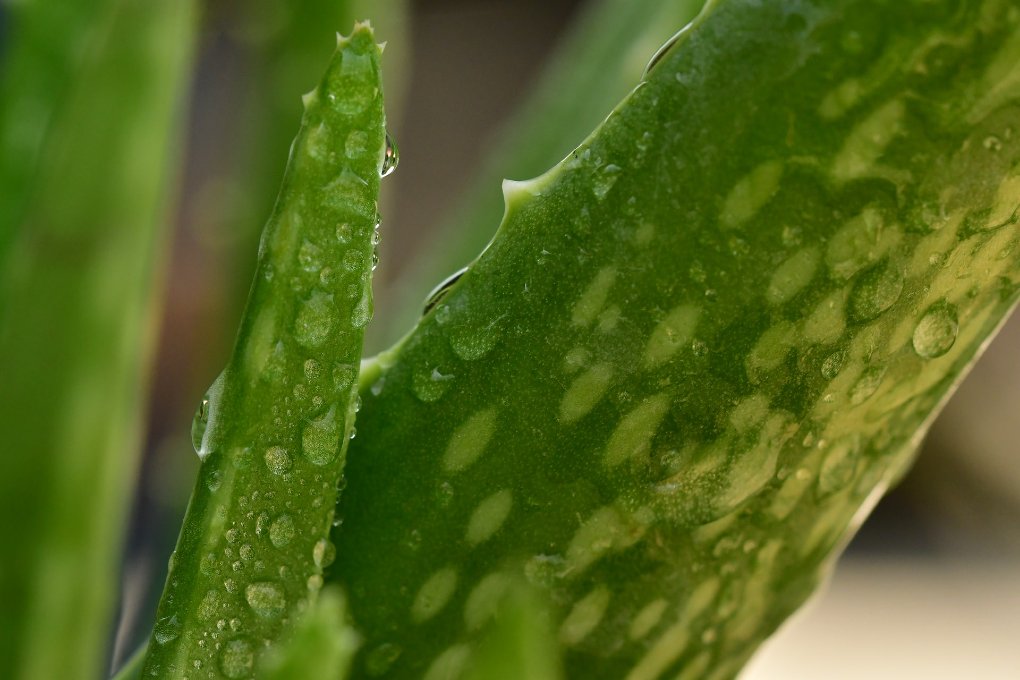 aloe vera for scalp smell