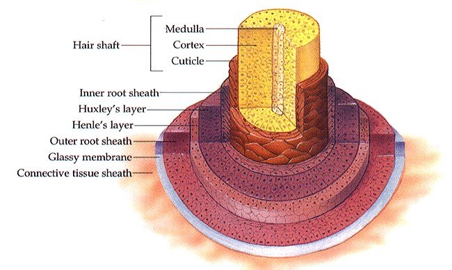 hair structure