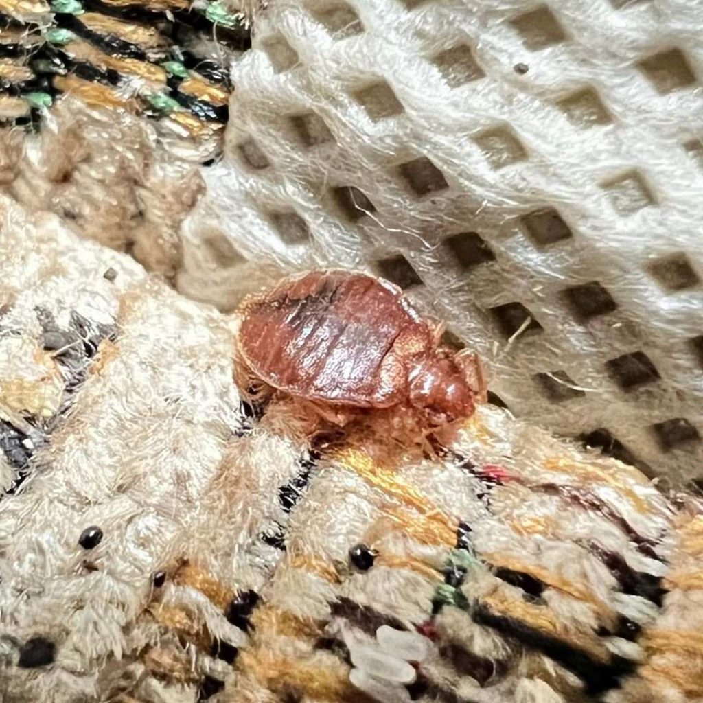 Can Bed Bugs Live In Your Hair?