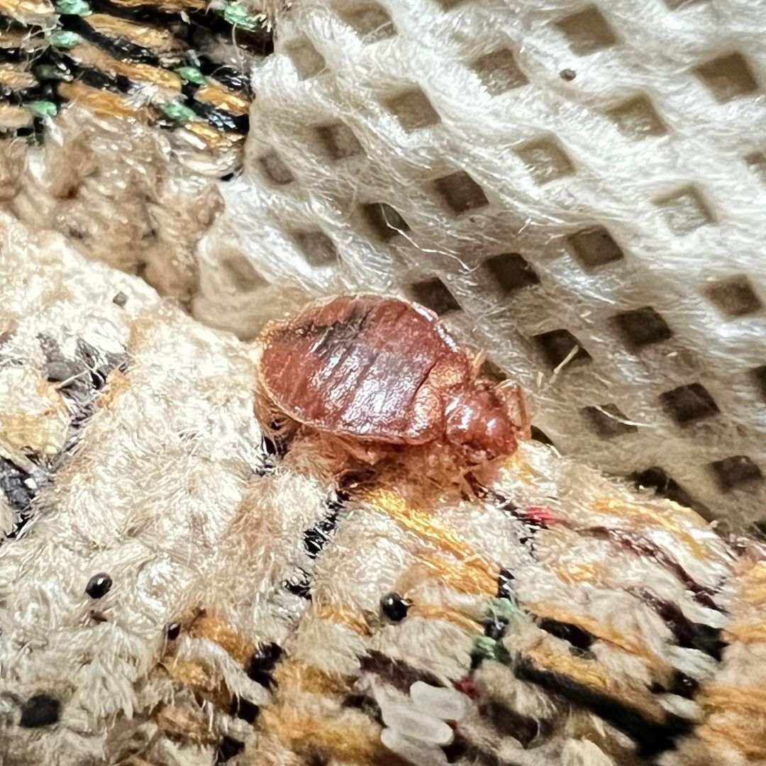 bedbugs live in hair